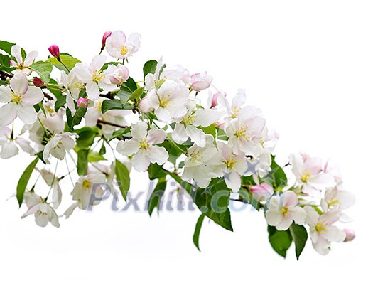 Blooming apple tree branch isolated on white background Blooming apple tree branch isolated on white background
