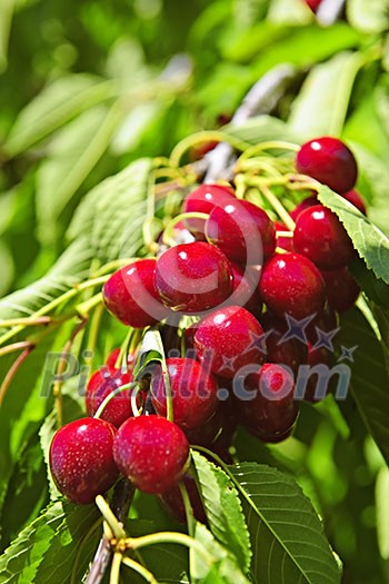 Bunch of fresh cherries growing on cherry tree Bunch of fresh cherries growing on cherry tree