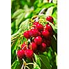 Bunch of fresh cherries growing on cherry tree