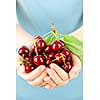 Two hands holding bunch of fresh cherries