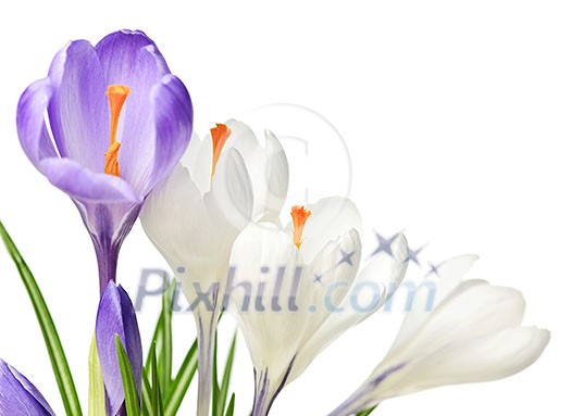 White and purple spring crocus flowers isolated on white background White and purple spring crocus flowers isolated on white background