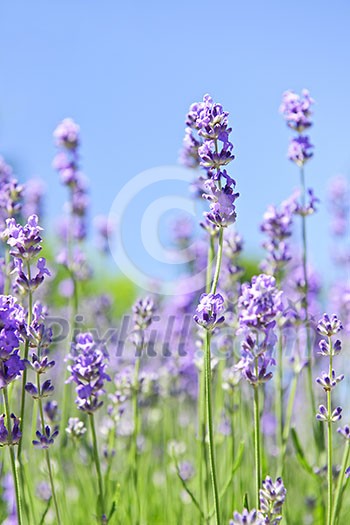 Lavender herb blooming in a garden with blue sky Lavender herb blooming in a garden with blue sky