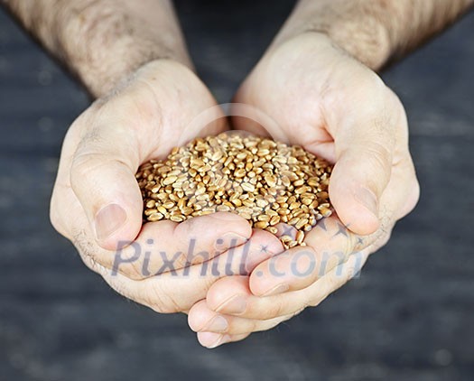 Male cupped hands holding whole wheat grain kernels Male cupped hands holding whole wheat grain kernels