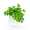 Fresh green parsley in glass isolated on white background