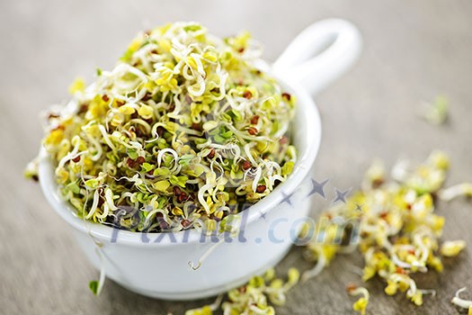 Organic young alfalfa sprouts in a cup Organic young alfalfa sprouts in a cup