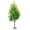 Single young tree with green leaves isolated on white background
