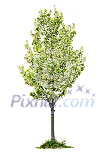 Single young flowering pear tree isolated on white background Single young flowering pear tree isolated on white background