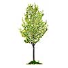 Single young flowering pear tree isolated on white background