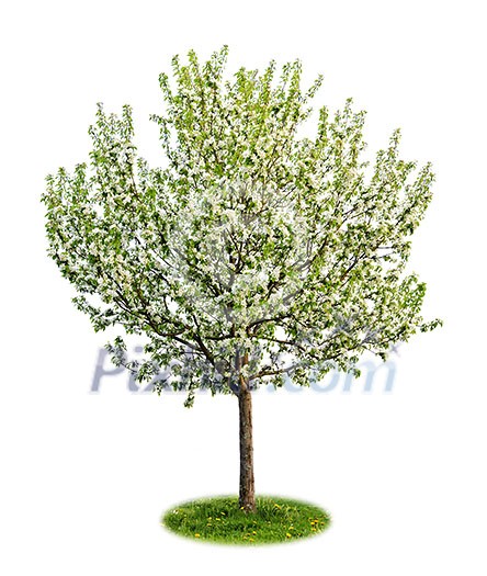 Single young flowering apple tree in spring isolated on white background Single young flowering apple tree in spring isolated on white background