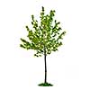 Single maple tree with green leaves isolated on white background