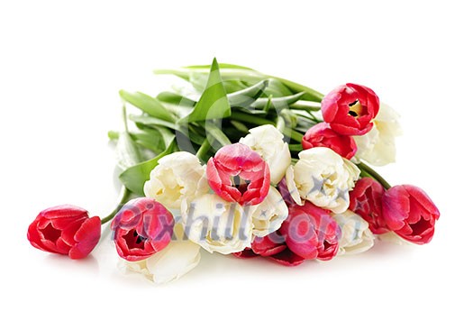 Bouquet of red and white tulips isolated on white background