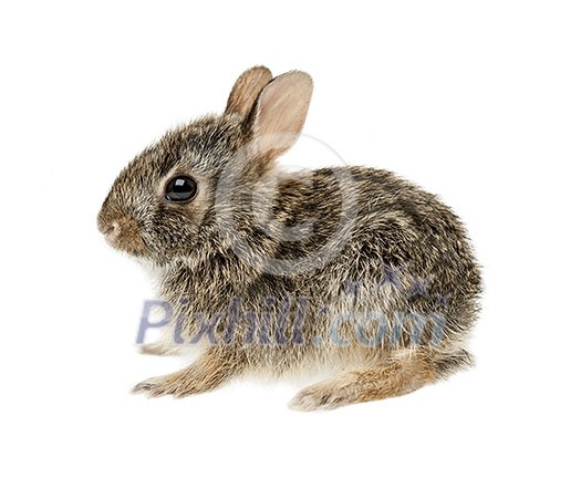 Portrait of baby cottontail bunny rabbit isolated on white background Portrait of baby cottontail bunny rabbit isolated on white background