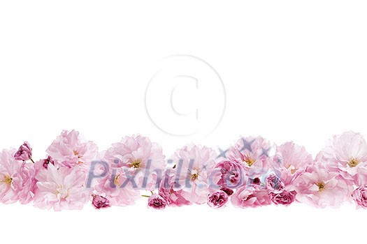 Row of cherry blossom flowers as flower border with copy space isolated on white background Row of cherry blossom flowers as flower border with copy space isolated on white background