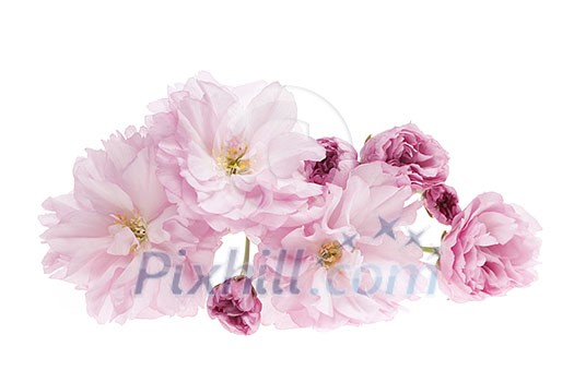 Pink cherry blossom flowers close up isolated on white background Pink cherry blossom flowers close up isolated on white background