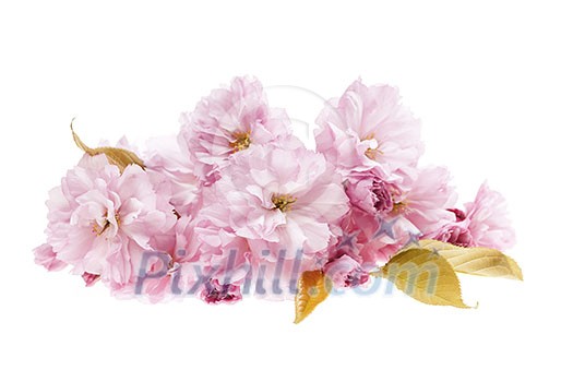 Pink cherry blossom flower arrangement isolated on white background Pink cherry blossom flower arrangement isolated on white background
