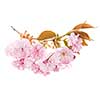 Branch with pink cherry blossom flowers isolated on white background