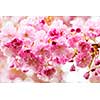 Pink cherry blossom flowers on flowering tree branch blooming in spring