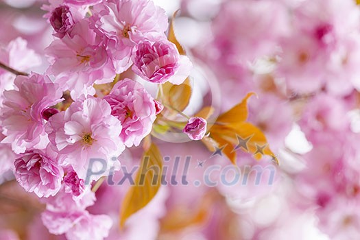 Pink cherry blossom flowers on flowering tree branch blooming in spring orchard with copy space Pink cherry blossom flowers on flowering tree branch blooming in spring orchard with copy space