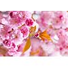 Pink cherry blossom flowers on flowering tree branch blooming in spring orchard with copy space
