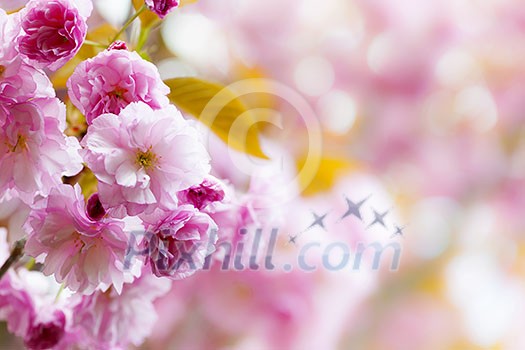 Pink spring background with cherry blossom flowers on flowering tree branch blooming in orchard Pink spring background with cherry blossom flowers on flowering tree branch blooming in orchard