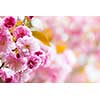Pink spring background with cherry blossom flowers on flowering tree branch blooming in orchard