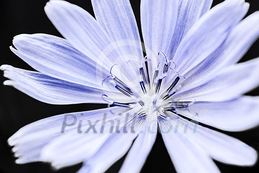 Macro closeup on blue chicory flower with black background Macro closeup on blue chicory flower with black background