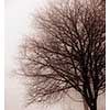 Foggy winter scene of single leafless tree in fog