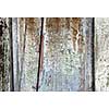 Background of old aged wood boards with peeling paint