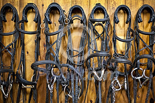 Leather horse bridles and bits hanging on wall of stable Leather horse bridles and bits hanging on wall of stable