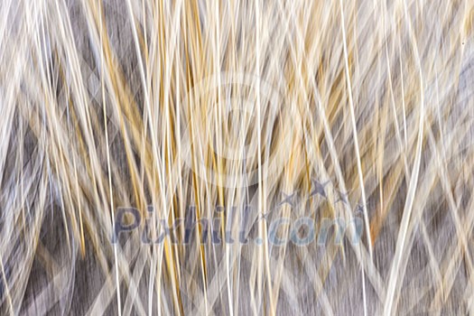 Artistic abstract blur of winter grass produced by camera motion Artistic abstract blur of winter grass produced by camera motion