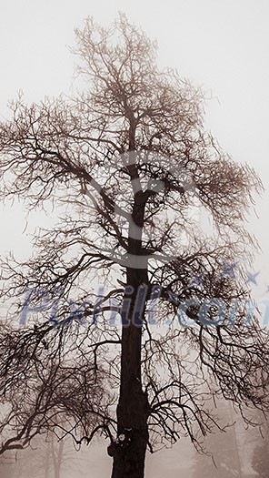 Single tall leafless tree in winter fog Single tall leafless tree in winter fog