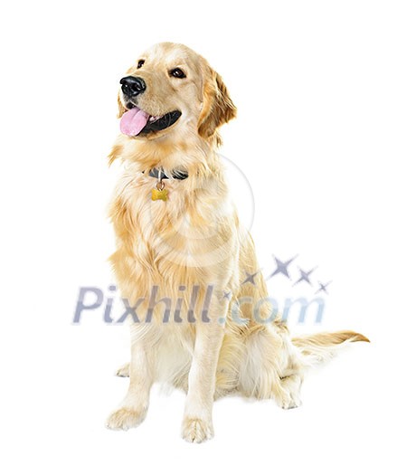 Golden retriever pet dog sitting isolated on white background Golden retriever pet dog sitting isolated on white background