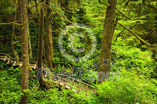 Wooden path through temperate rain forest. Pacific Rim National Park, British Columbia Canada Wooden path through temperate rain forest. Pacific Rim National Park, British Columbia Canada