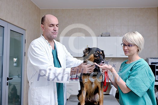 portrait of a veterinarian and assistant in a small animal clinic at work portrait of a veterinarian and assistant in a small animal clinic at work