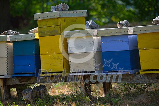 honey bee worker farm animal home in nature representing health medicine and organic food concept honey bee worker farm animal home in nature representing health medicine and organic food concept