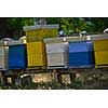 honey bee worker  farm animal  home in nature representing health medicine and organic food concept