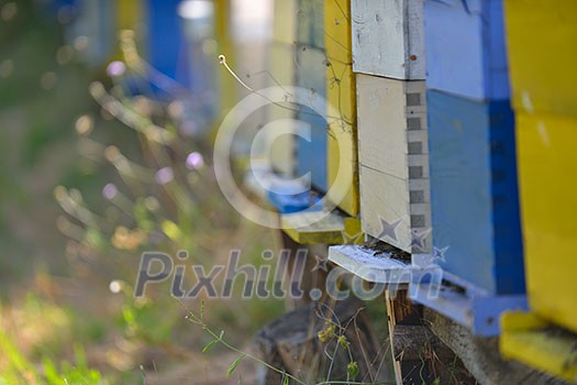 honey bee worker farm animal home in nature representing health medicine and organic food concept honey bee worker farm animal home in nature representing health medicine and organic food concept
