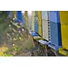 honey bee worker  farm animal  home in nature representing health medicine and organic food concept