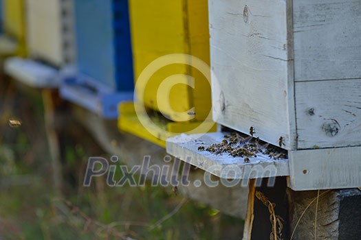 honey bee worker farm animal home in nature representing health medicine and organic food concept honey bee worker farm animal home in nature representing health medicine and organic food concept