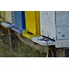 honey bee worker  farm animal  home in nature representing health medicine and organic food concept