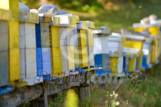 honey bee worker farm animal home in nature representing health medicine and organic food concept honey bee worker farm animal home in nature representing health medicine and organic food concept