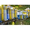 honey bee worker  farm animal  home in nature representing health medicine and organic food concept