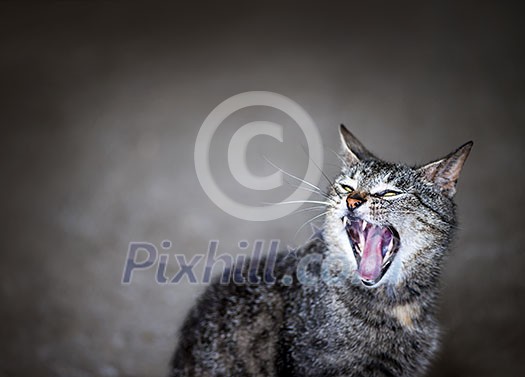 Gray pet cat meowing or yawning with mouth wide open on grey background and copy space Gray pet cat meowing or yawning with mouth wide open on grey background and copy space