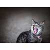 Gray pet cat meowing or yawning with mouth wide open on grey background and copy space