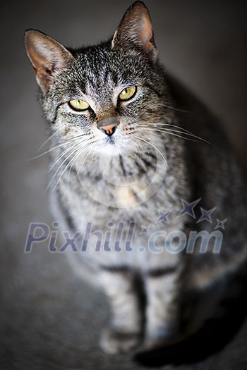 Beautiful gray cat sitting on grey floor looking up Beautiful gray cat sitting on grey floor looking up
