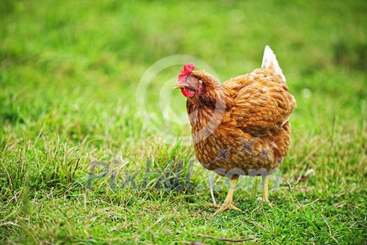 Free range happy Rhode Island Red chicken walking on grass Free range happy Rhode Island Red chicken walking on grass
