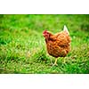Free range happy Rhode Island Red chicken walking on grass