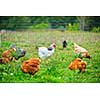 Various free range chickens feeding on grass at organic farm