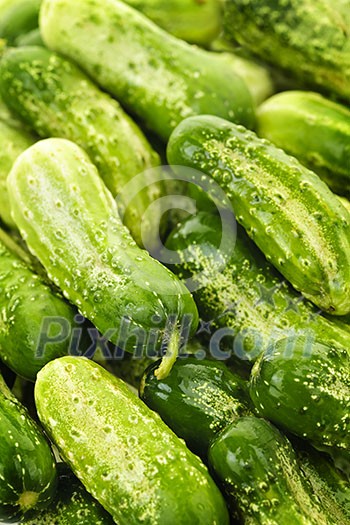 Fresh green cucumbers in a pile closeup, vegetable background Fresh green cucumbers in a pile closeup, vegetable background