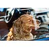 Portrait of australian shepherd dog locked in car